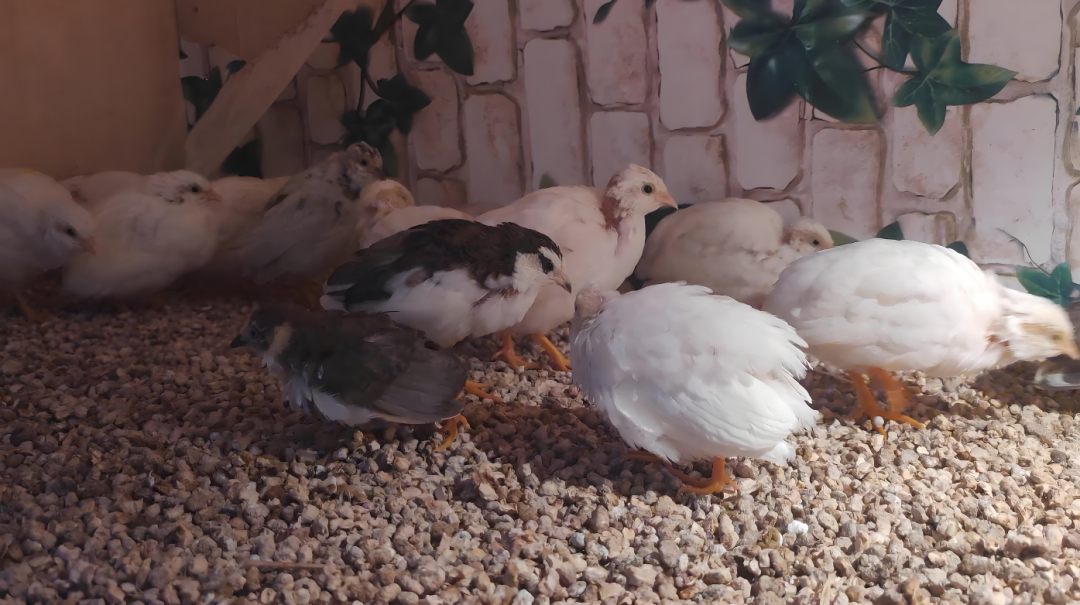 卖这种鸟，1个月居然能赚好几千？！