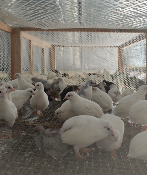 怎么将卖芦丁鸡作为自己的主业？需要怎么做？  第4张