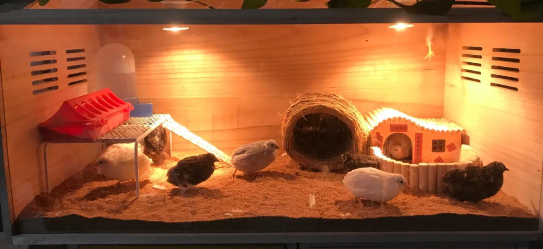 怎么将卖芦丁鸡作为自己的主业？需要怎么做？